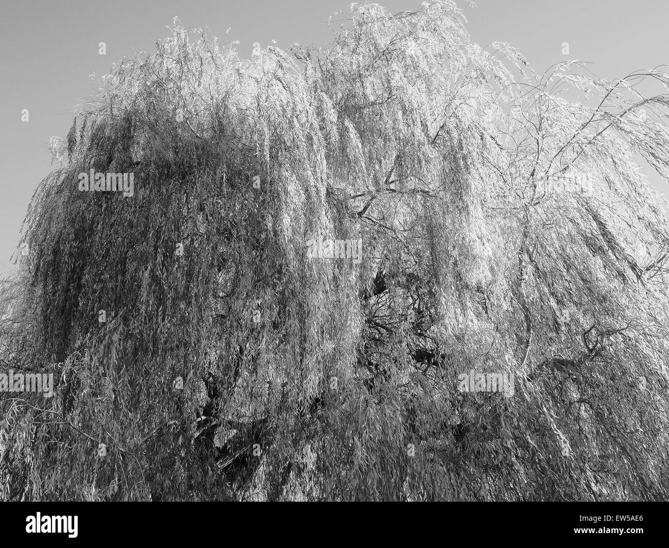 Weeping Willow in Black and White Stock Photo