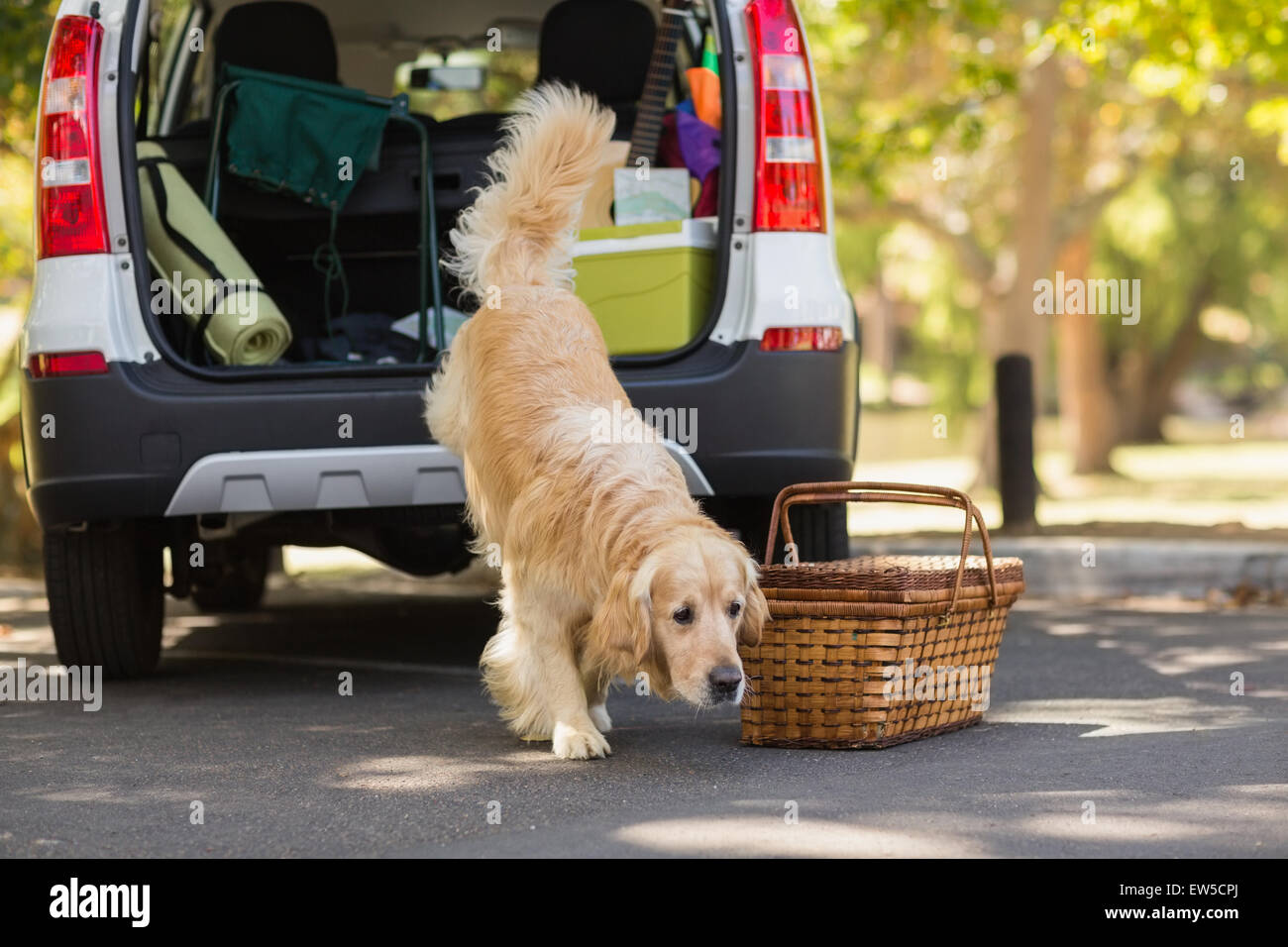 Domestic dog in car trunk Stock Photo