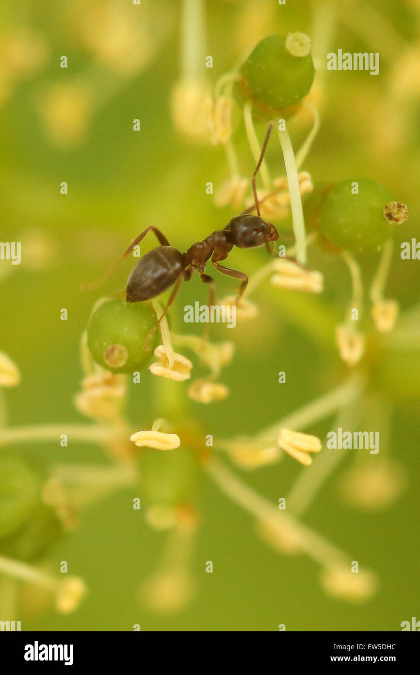 Mainz, Germany. 17th June, 2015. An ant explores a vine blossom in a vineyard in Mainz, Germany, 17 June 2015. The beautiful summer weather in the past weeks will possibly benefit wine drinkers soon. According to the German Wine Institute (DWI), the wine Stock Photo