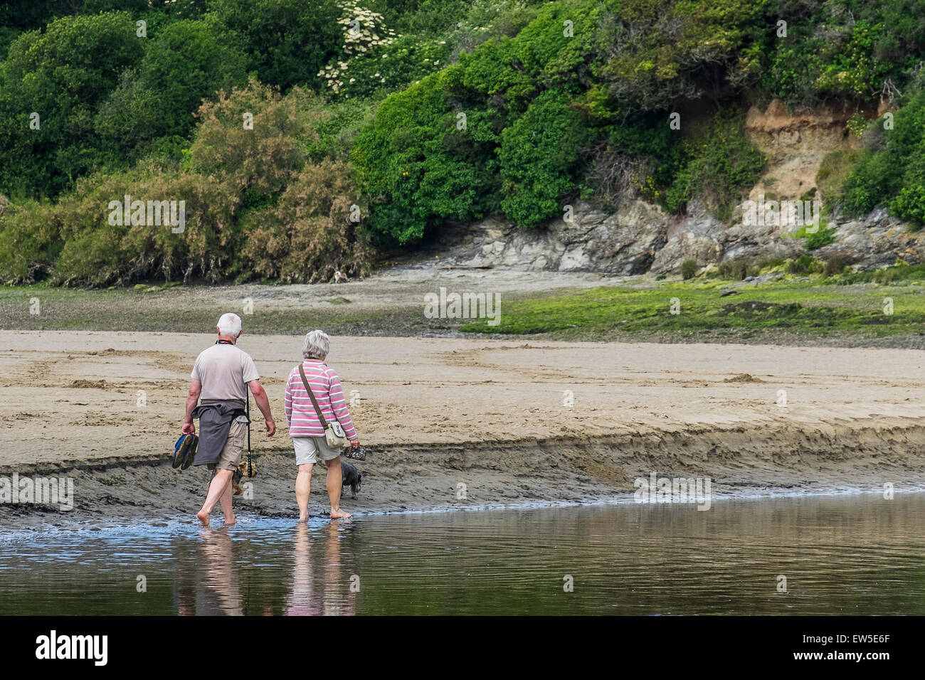 Holidaymakers paddling along the Gannel at low tide. Stock Photo