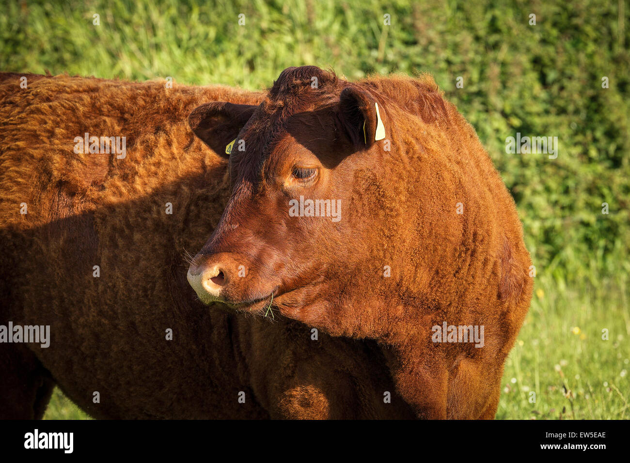 The North Devon.  An ancient cattle breed known as Ruby Red. Stock Photo