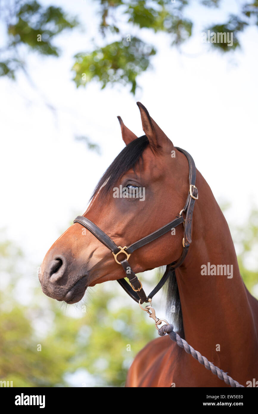 A horse with its head turned Stock Photo Alamy