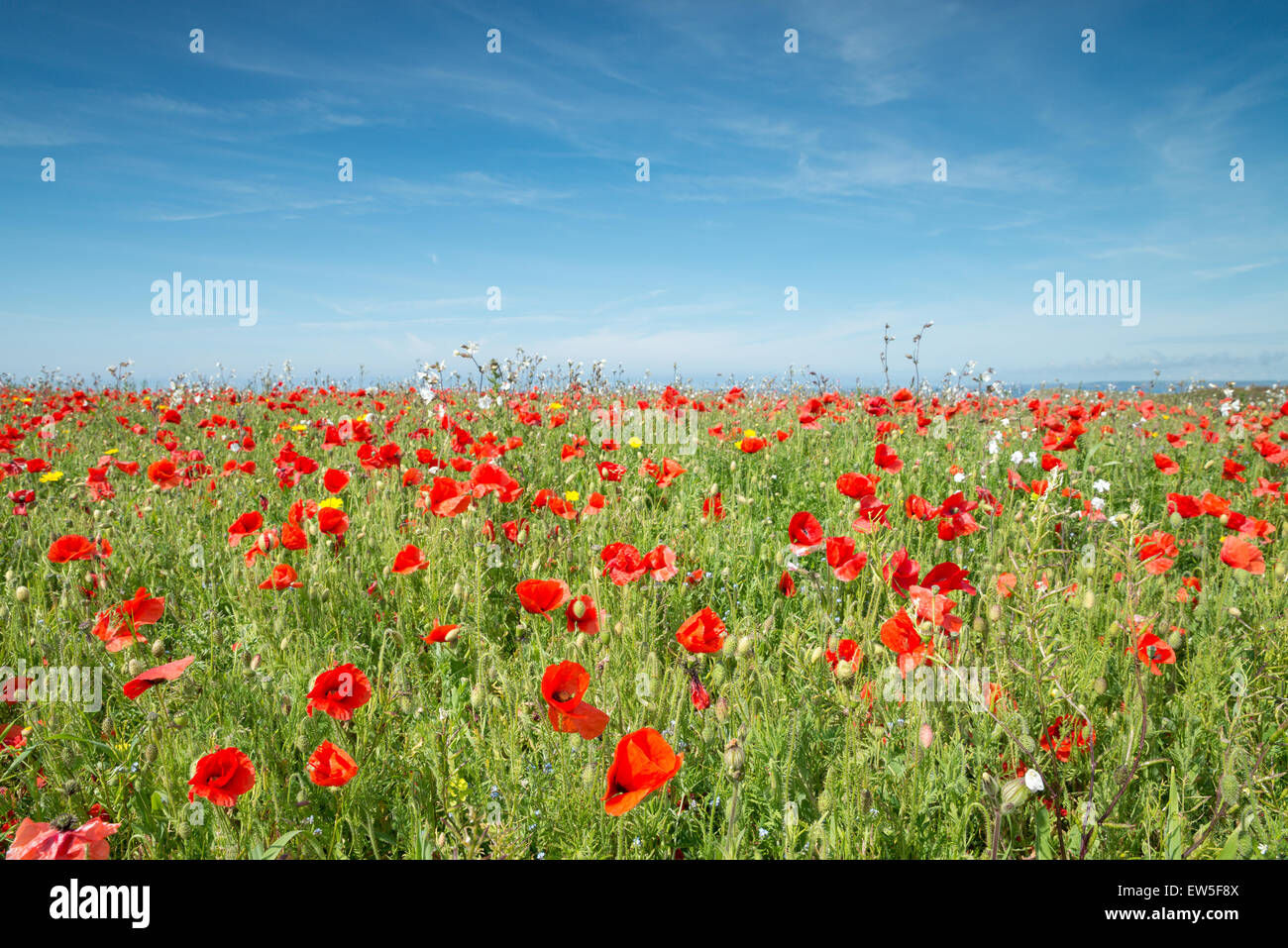 Poppies in meadow hi-res stock photography and images - Alamy