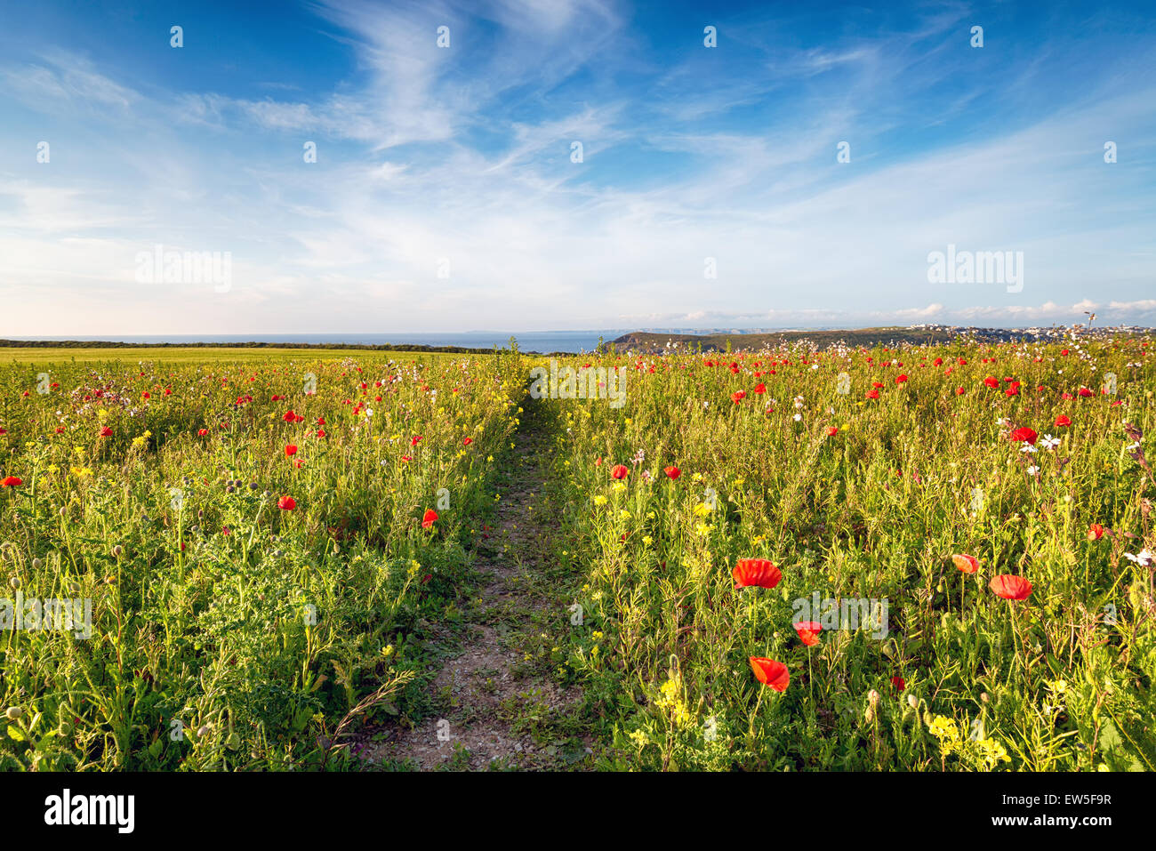 A path through a wildflower meadow of Poppies and Corn Marigolds at West Pentire above the beach at Crantock in Cornwall Stock Photo