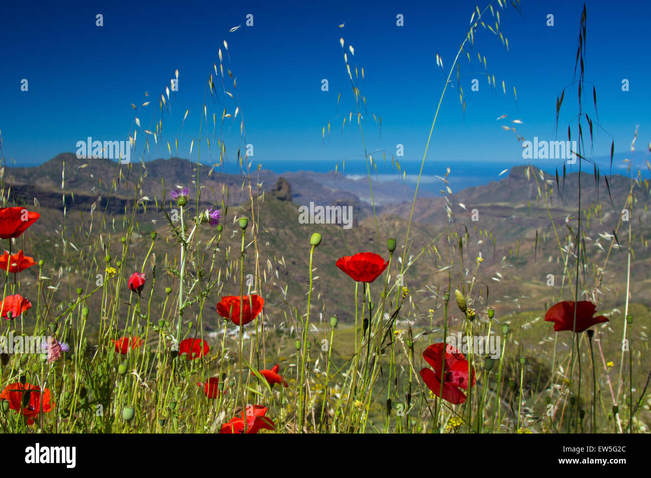 Gran Canaria, central regions, spring, flowering poppies, Roque Bentayga  in the background Stock Photo