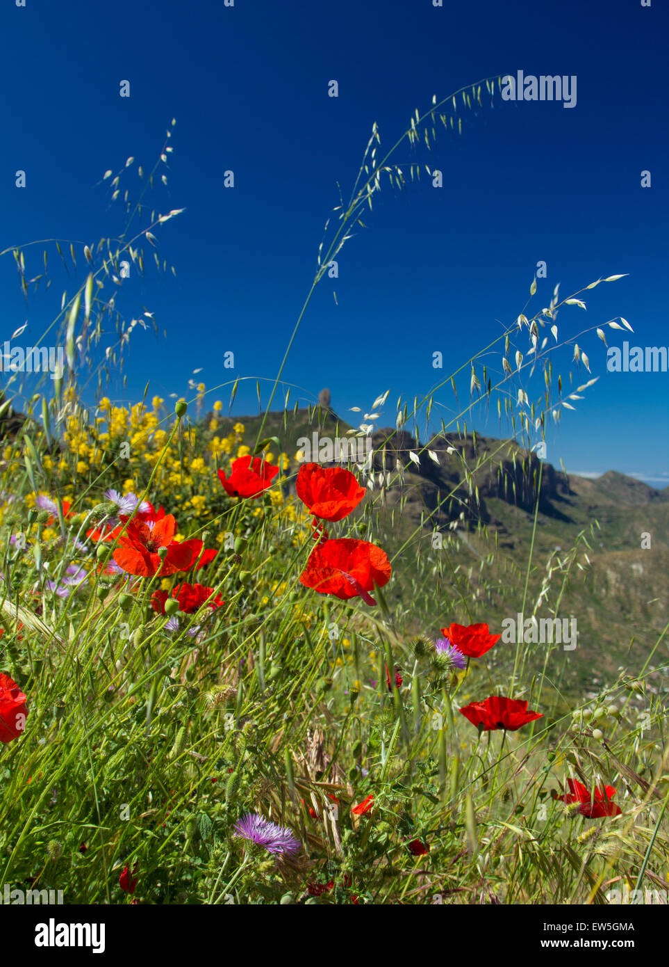 Gran Canaria, central regions, spring, flowering poppies, Roque Nublo in the background Stock Photo