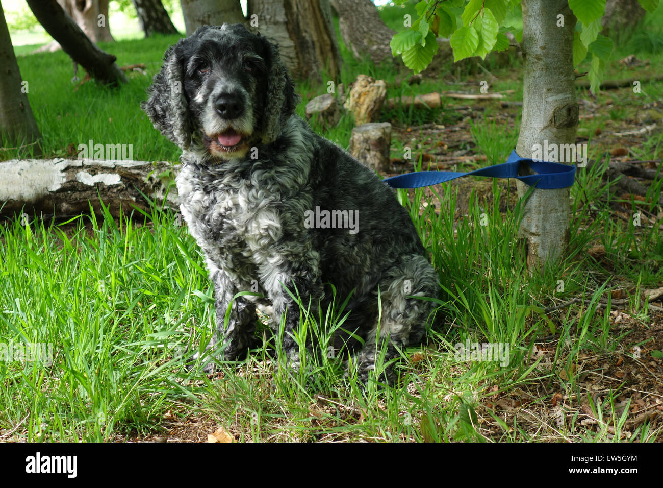 Cocker Spaniel dog, tied with lead to a tree Stock Photo
