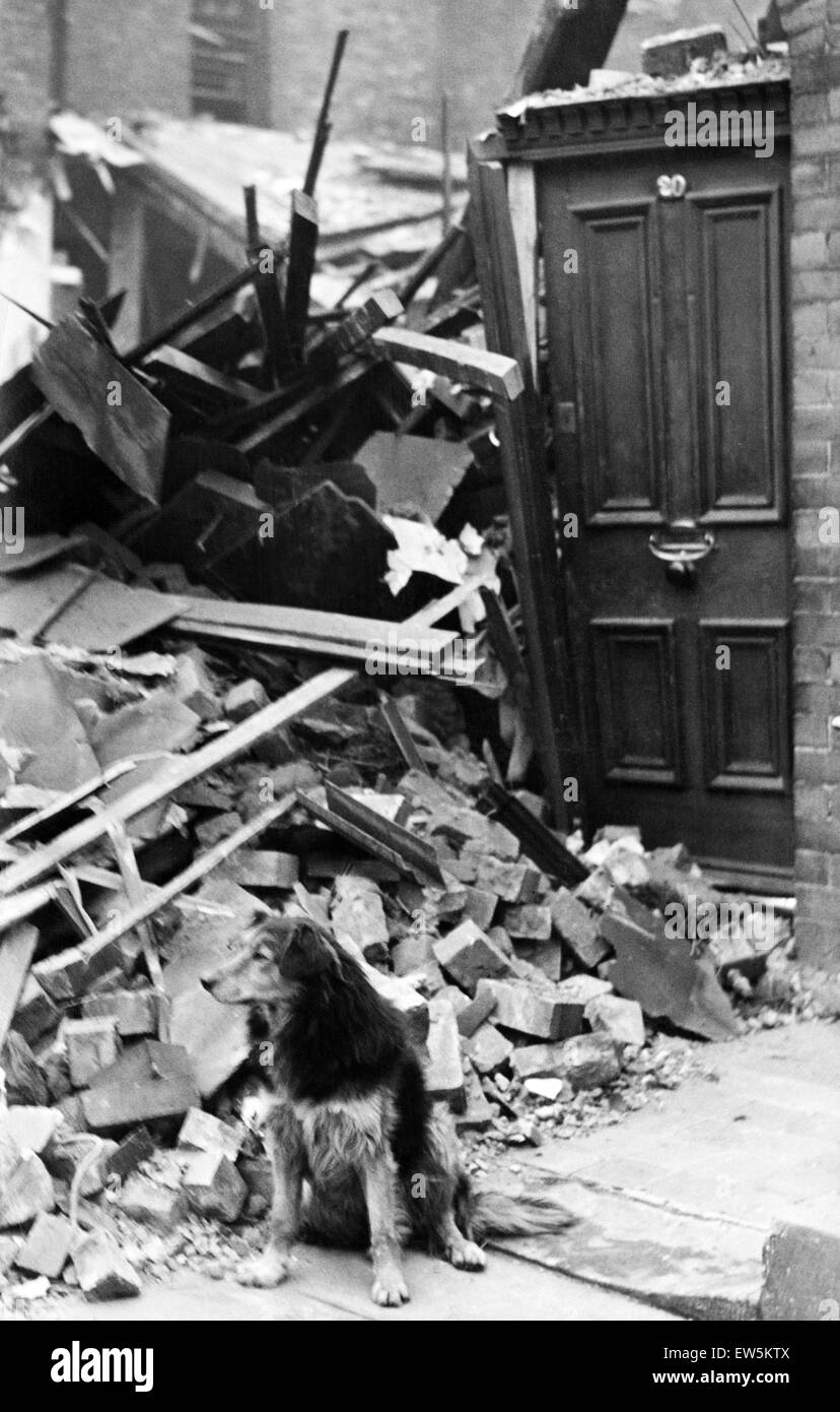 Bomb damage in Liverpool. Shep, the old dog standing outside the door of his home after it had been demolished by a high explosive bomb during relentless raids on Merseyside. As the house was unoccupied at the time, no one was injured. 25th October 1940. Stock Photo