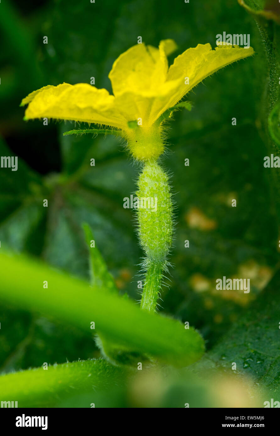 Duerrenhofe, Germany. 18th June, 2015. A small, young cucumber can be seen on a plant at the official start of the Spreewald cucumber harvest in Duerrenhofe, Germany, 18 June 2015. The harvest of the region's best-known product began on 18 June 2015. Phot Stock Photo