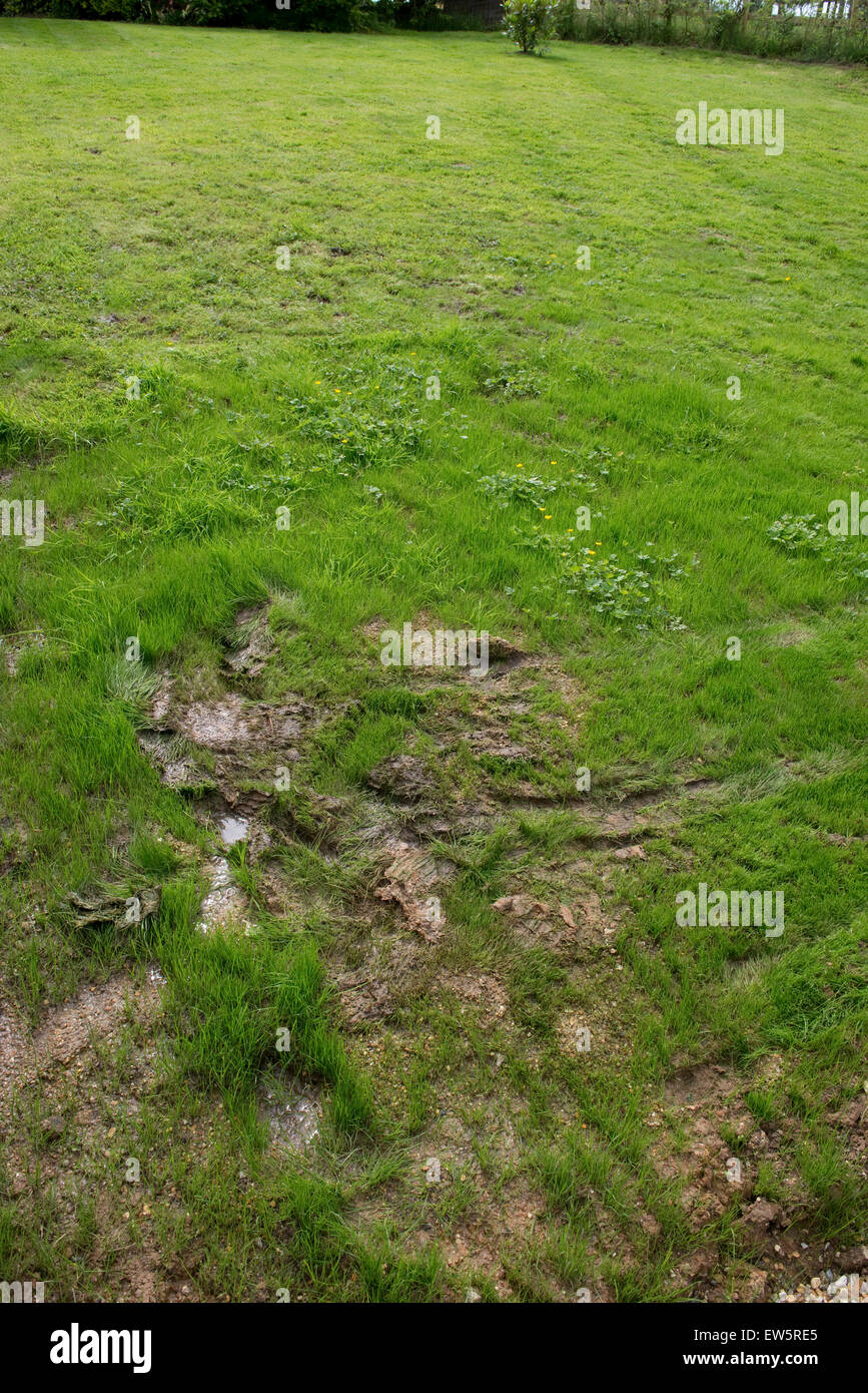Outcrop of spring water on a grass lawn with clay subsoil after a very wet spring, Berkshire, June Stock Photo