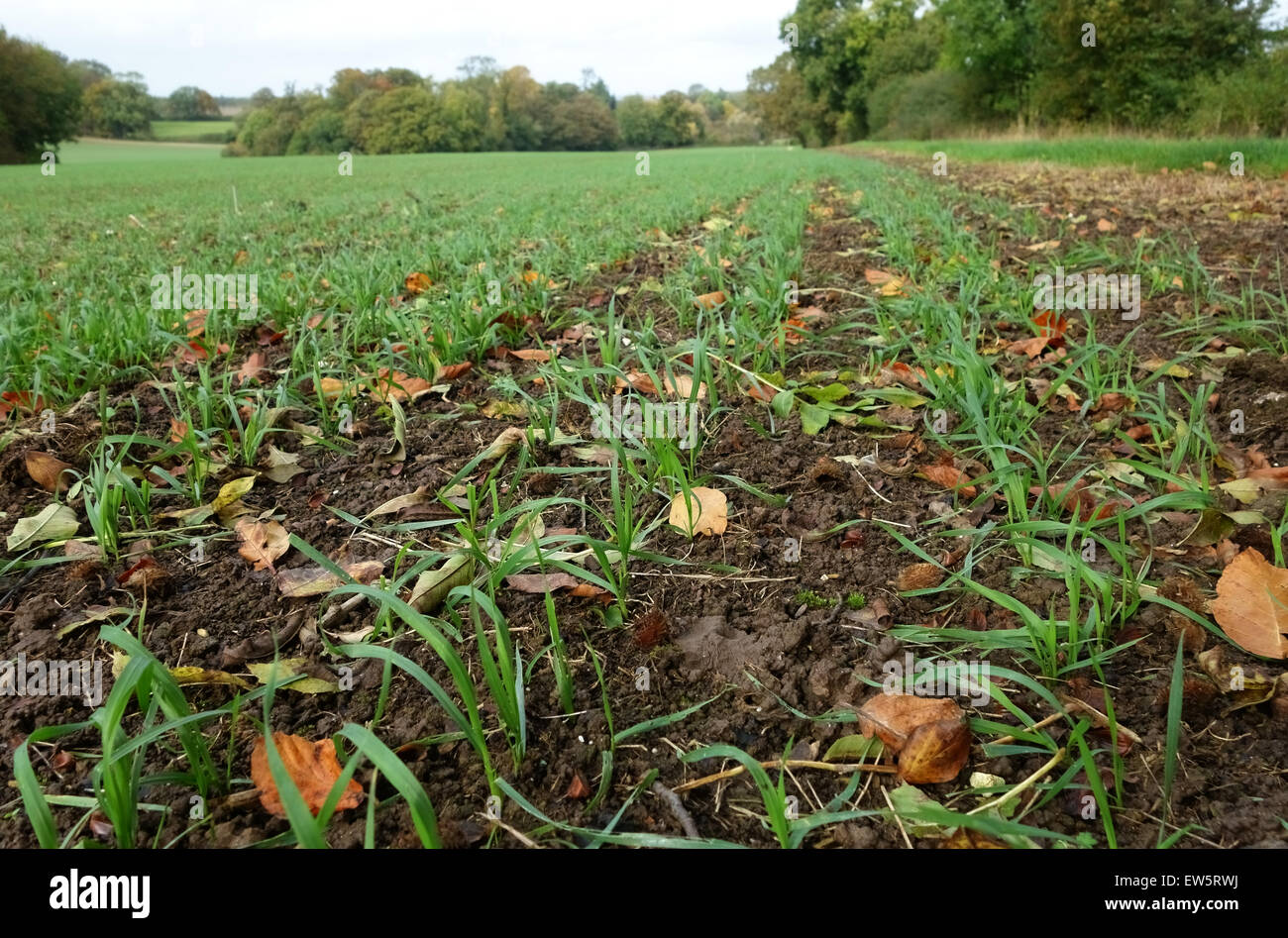 Young winter wheat crop in autumn with fallen leaves in drill rows, Berkshire October Stock Photo