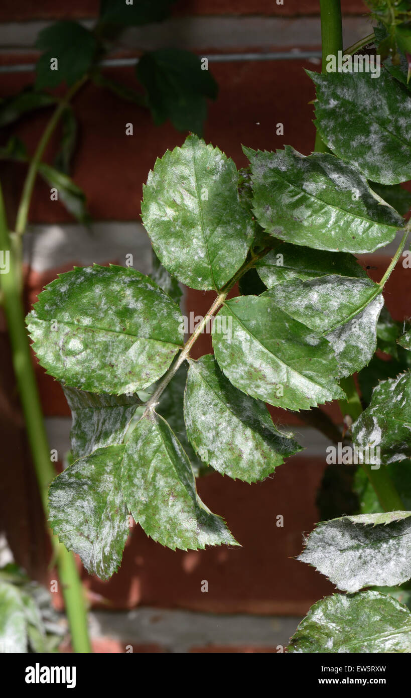 Powdery mildew, Podosphaera pannosa, on rose "American Pillar" leaves, Berkshire, June Stock Photo