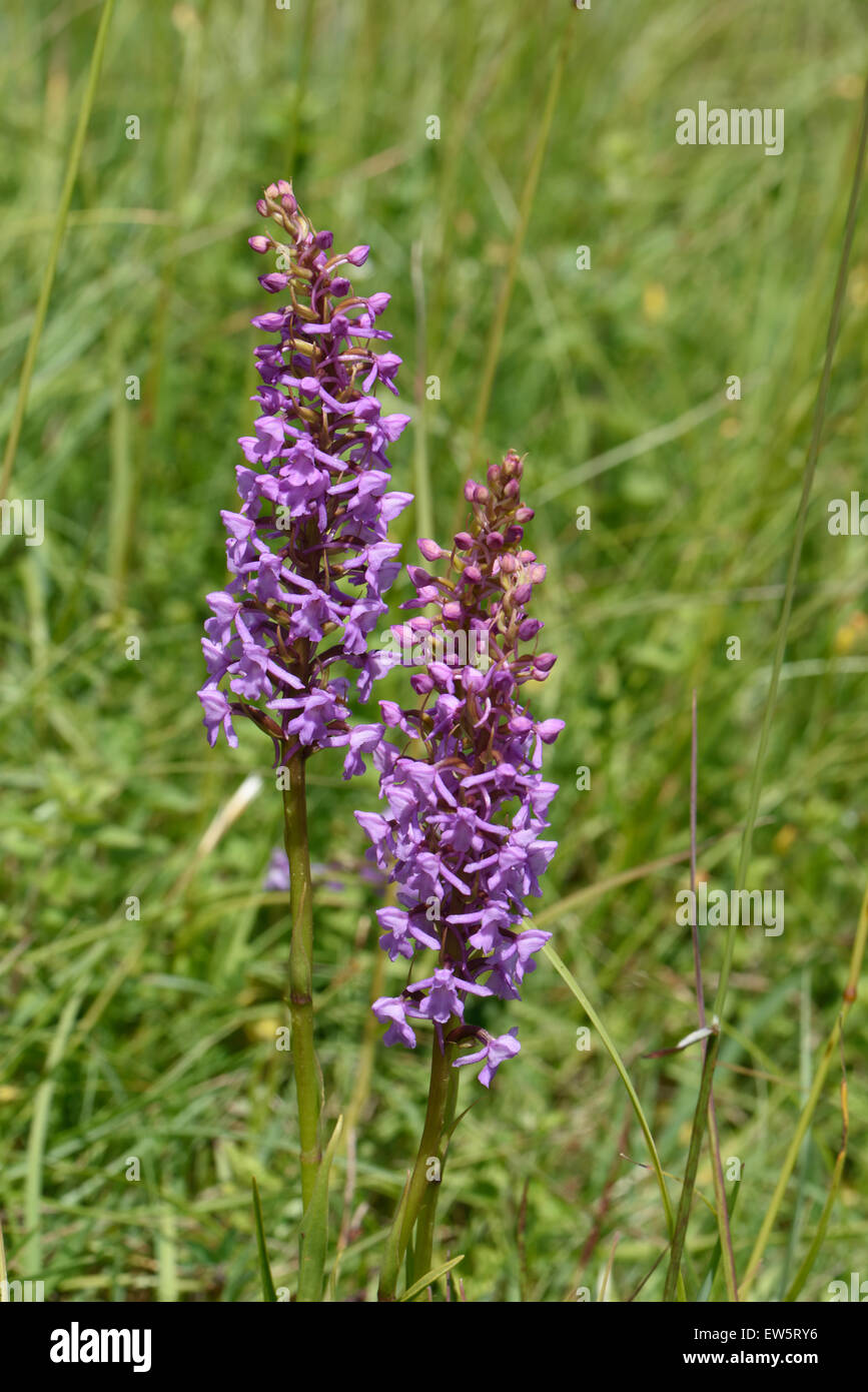 Fragrant orchid, Gymnadenia conopsea, flower spikes from plants on chalk downland in summer, Berkshire, June Stock Photo