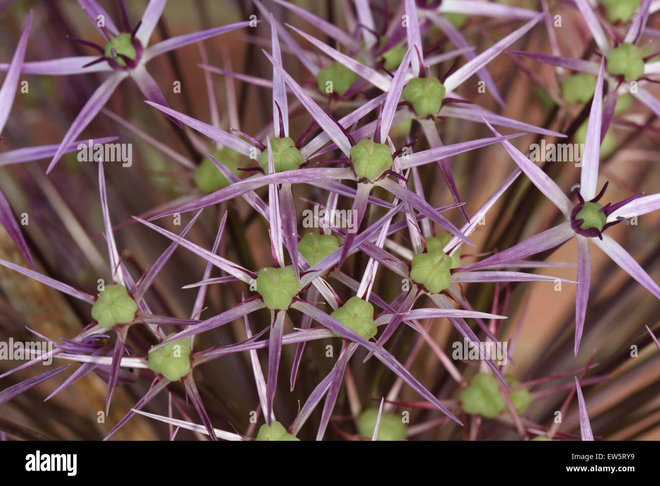 Star shaped flowers of Allium cristophii or star of Persia, purple lilac irridescent florets with green seedpods developing Stock Photo
