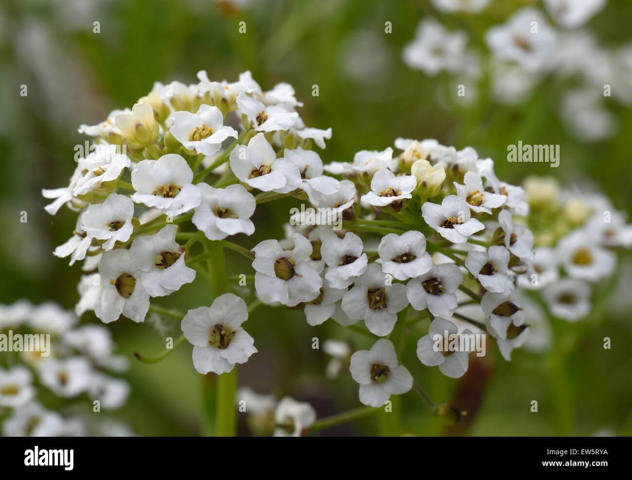 Sweet alyssum, Lobularia maritima, white flower on annual bedding plant, June Stock Photo