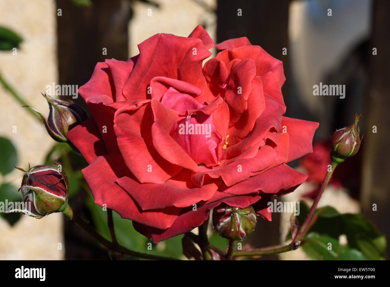 A deep red bloom on a climbing rose 'Danse du Feu' with flower buds in early summer, Berkshire, June Stock Photo