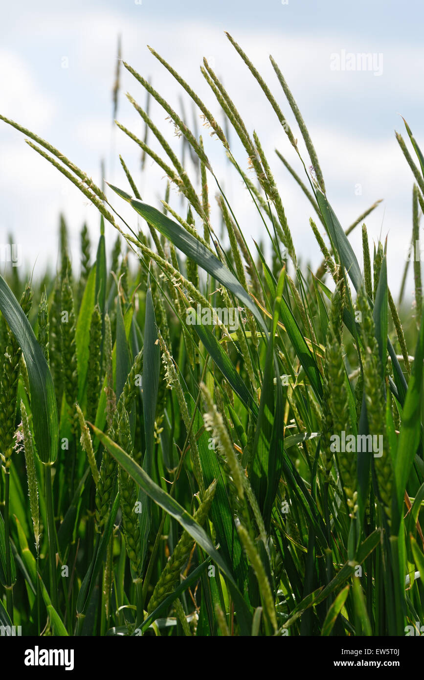 Blackgrass, Alopecurus myosuroides, flowering spikes of the grass weed  in a winter wheat crop coming into ear in June Stock Photo