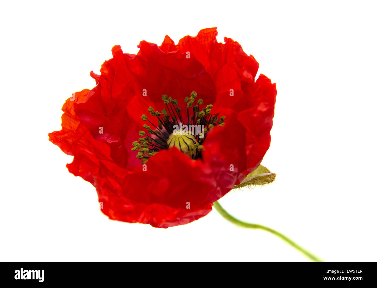 Bright red poppy, opening flower isolated on white background Stock Photo