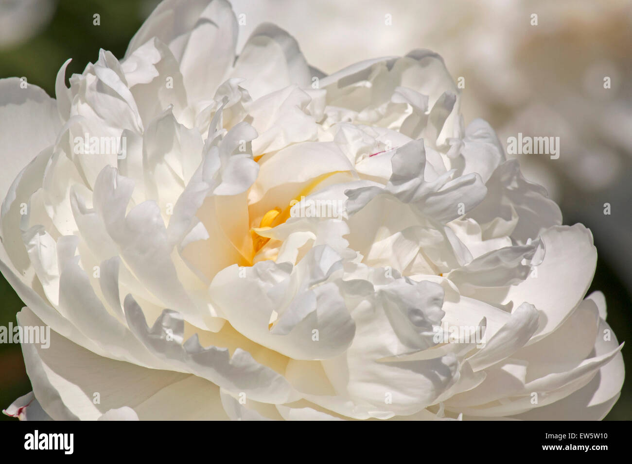 Close Up Of White Peony Flower Stock Photo Alamy