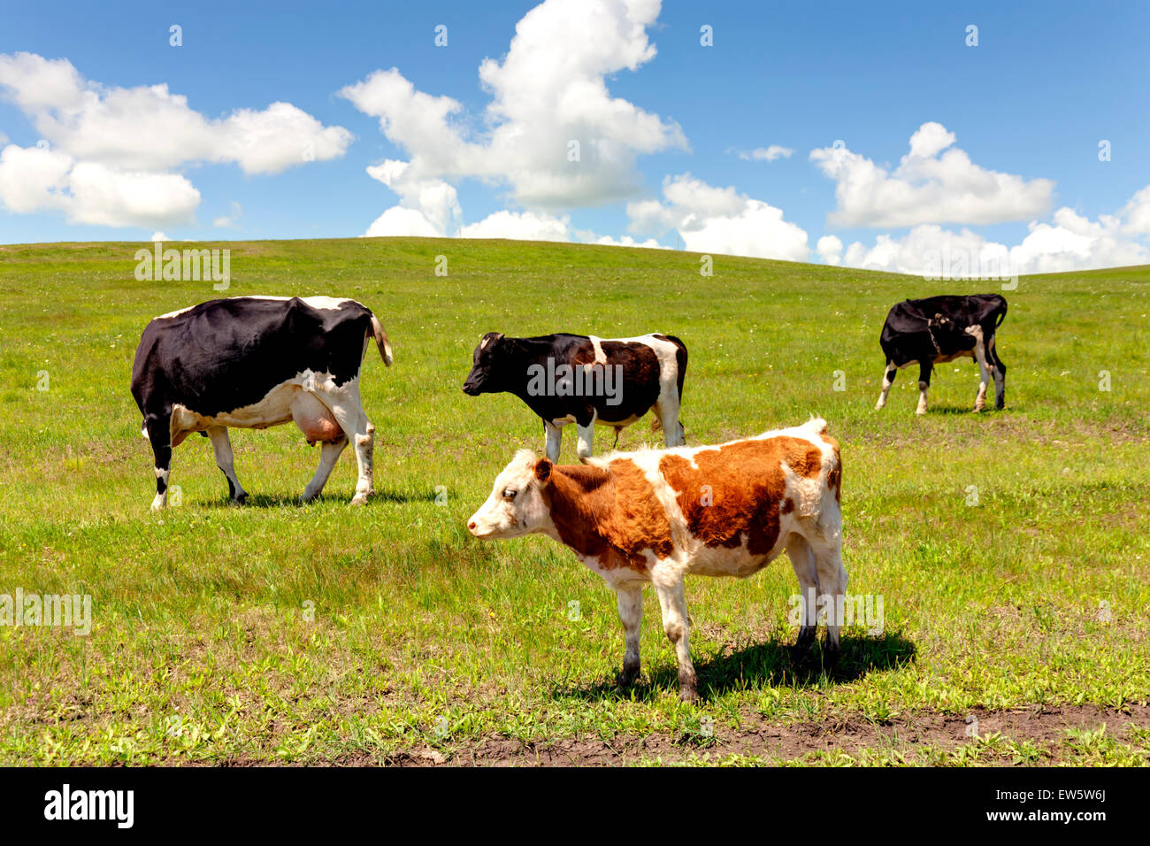 Grazing cows in summer pasture Stock Photo - Alamy