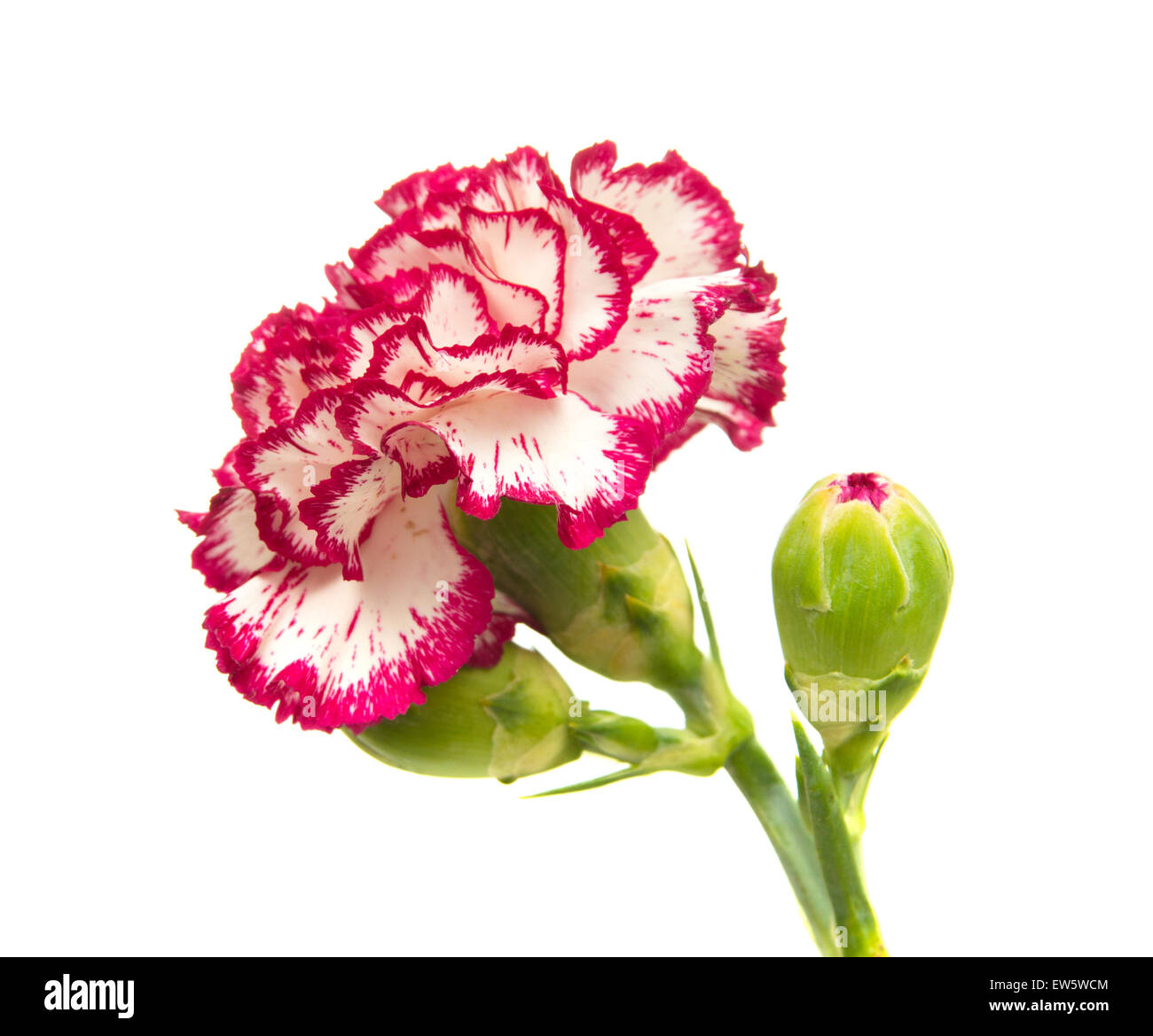 vareigated carnation flowers isolated on white background Stock Photo