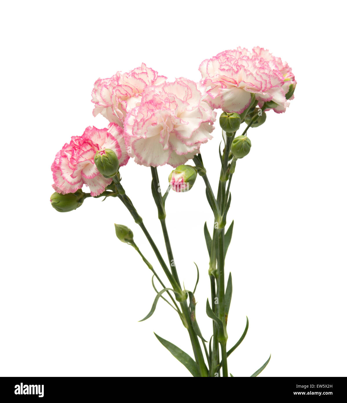 vareigated carnation flowers isolated on white background Stock Photo ...