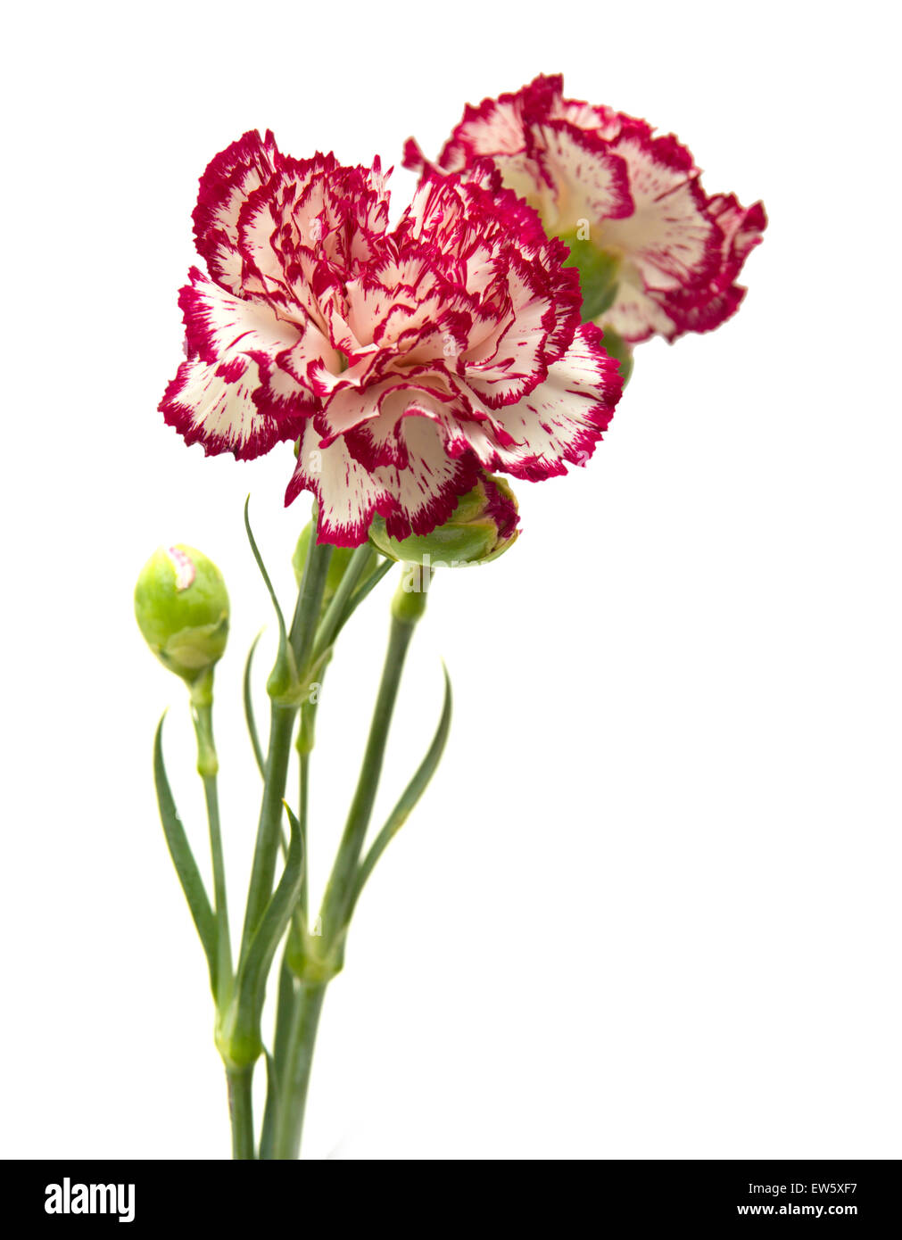 vareigated carnation flowers isolated on white background Stock Photo ...