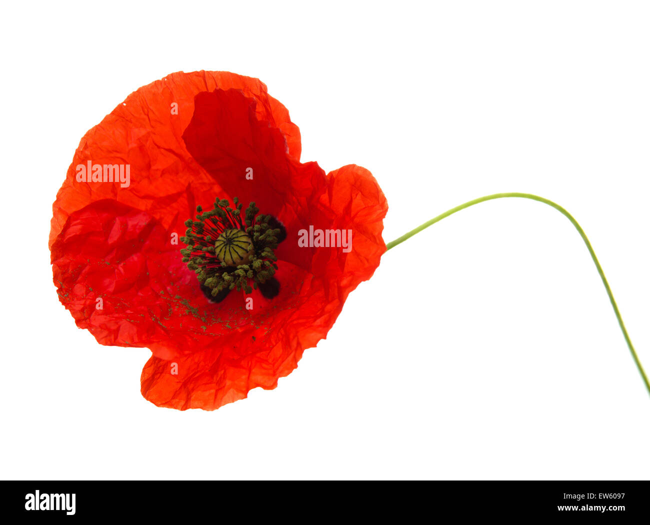 Bright red poppy, opening flower isolated on white background Stock Photo