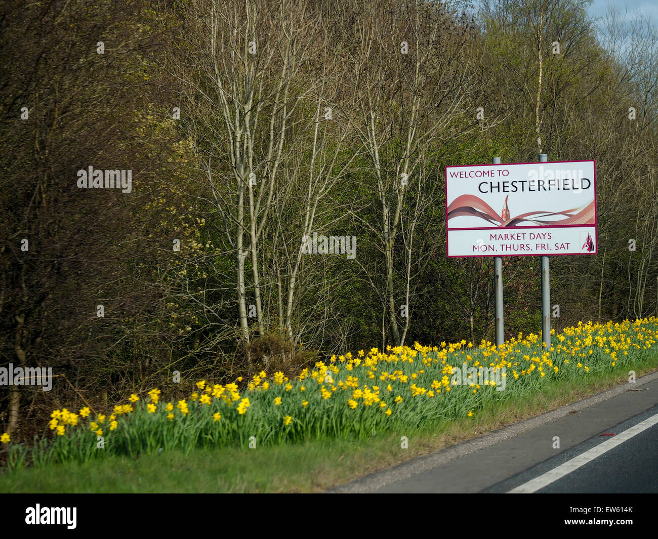 to Chesterfield road sign surrounded with daffodils Derbyshire