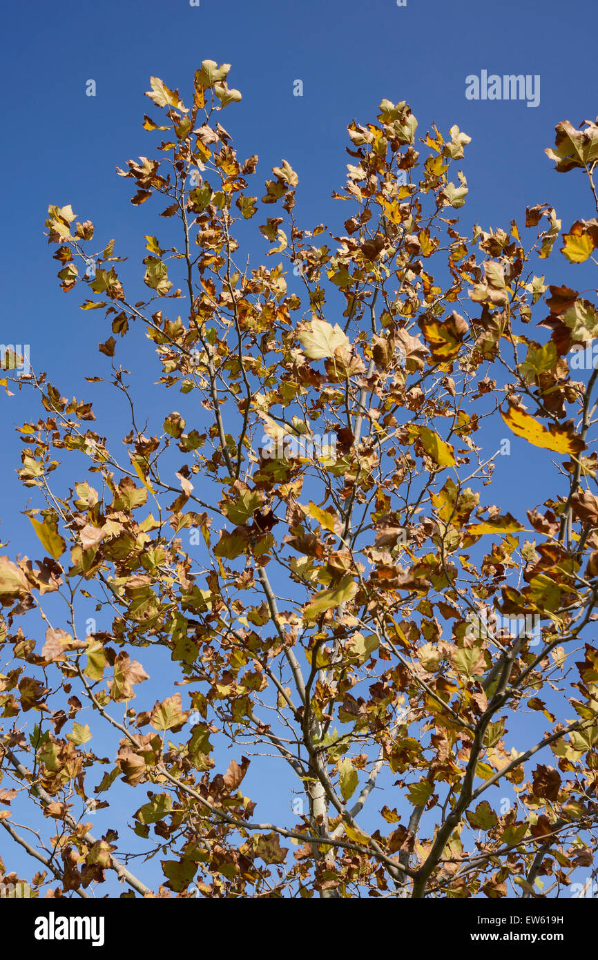 Autumn leaves against blue sky Stock Photo - Alamy