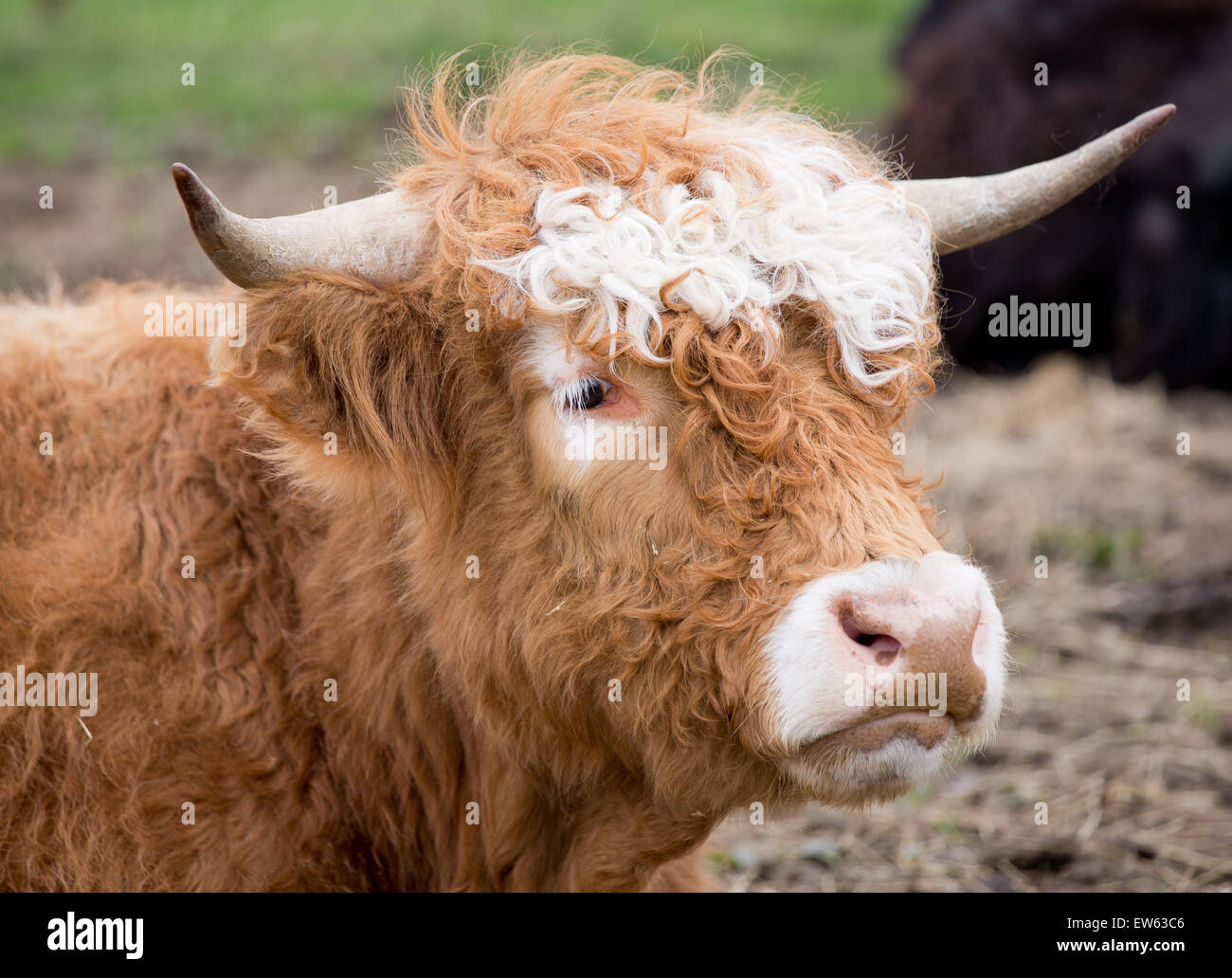 Horned Cow Sitting in a field staring directly at the camera Stock Photo