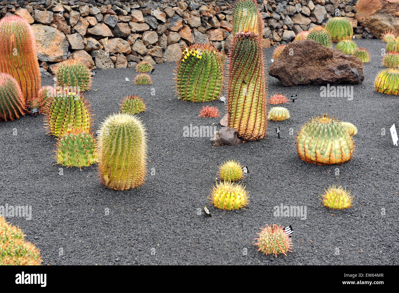 Lanzarote, Canary Islands. A selection of cactuses like cookies on a plate, growing in black sand, in a cactus park. Stock Photo