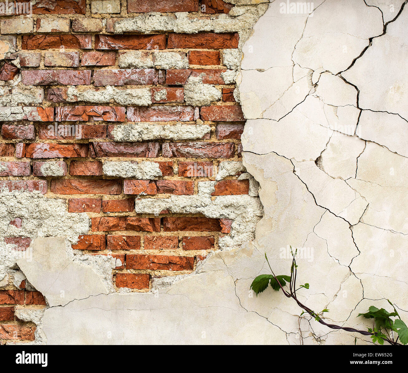 Cracked wall texture with bricks and plant Stock Photo - Alamy