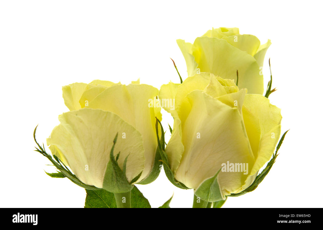 yellowgreen rose flowers macro on white background Stock Photo Alamy