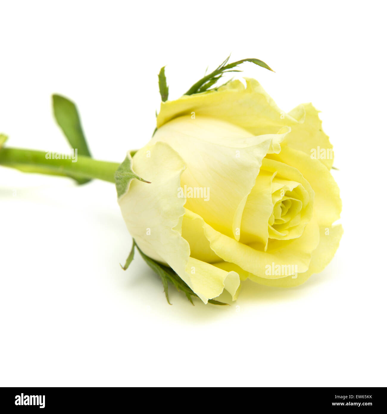 yellowgreen rose flowers macro on white background Stock Photo Alamy