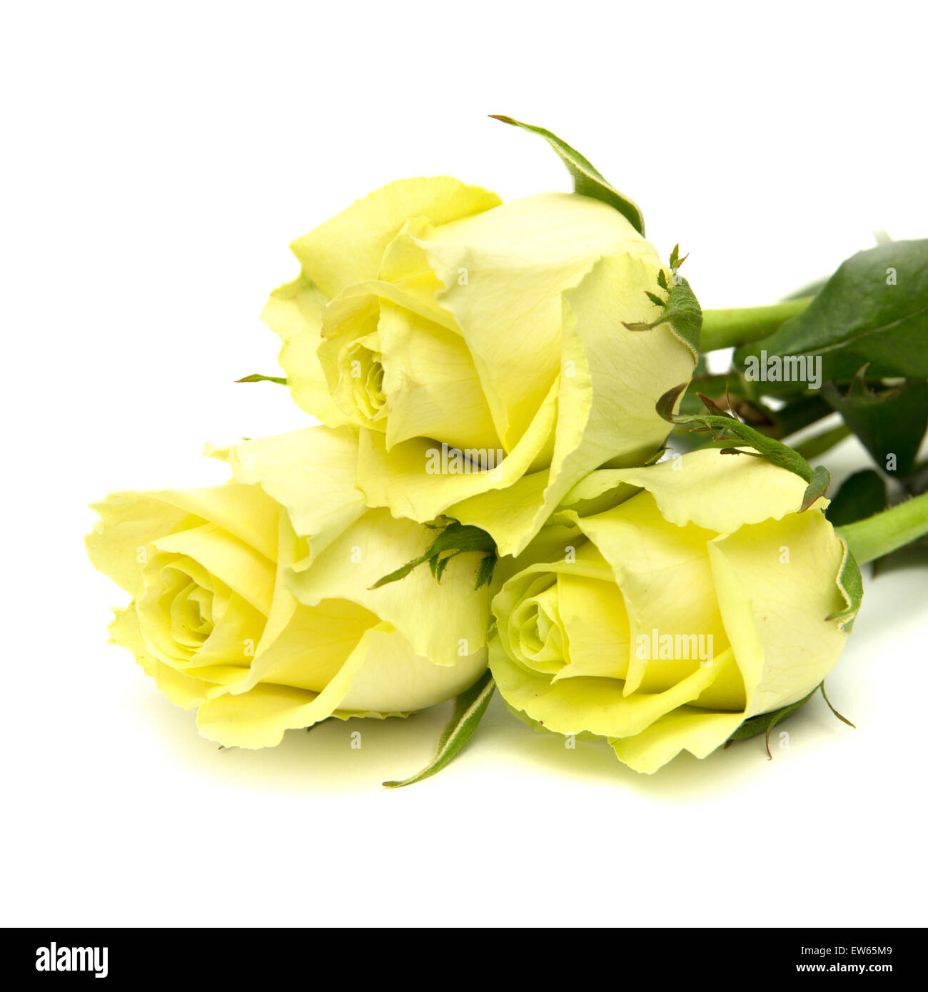 yellowgreen rose flowers macro on white background Stock Photo Alamy
