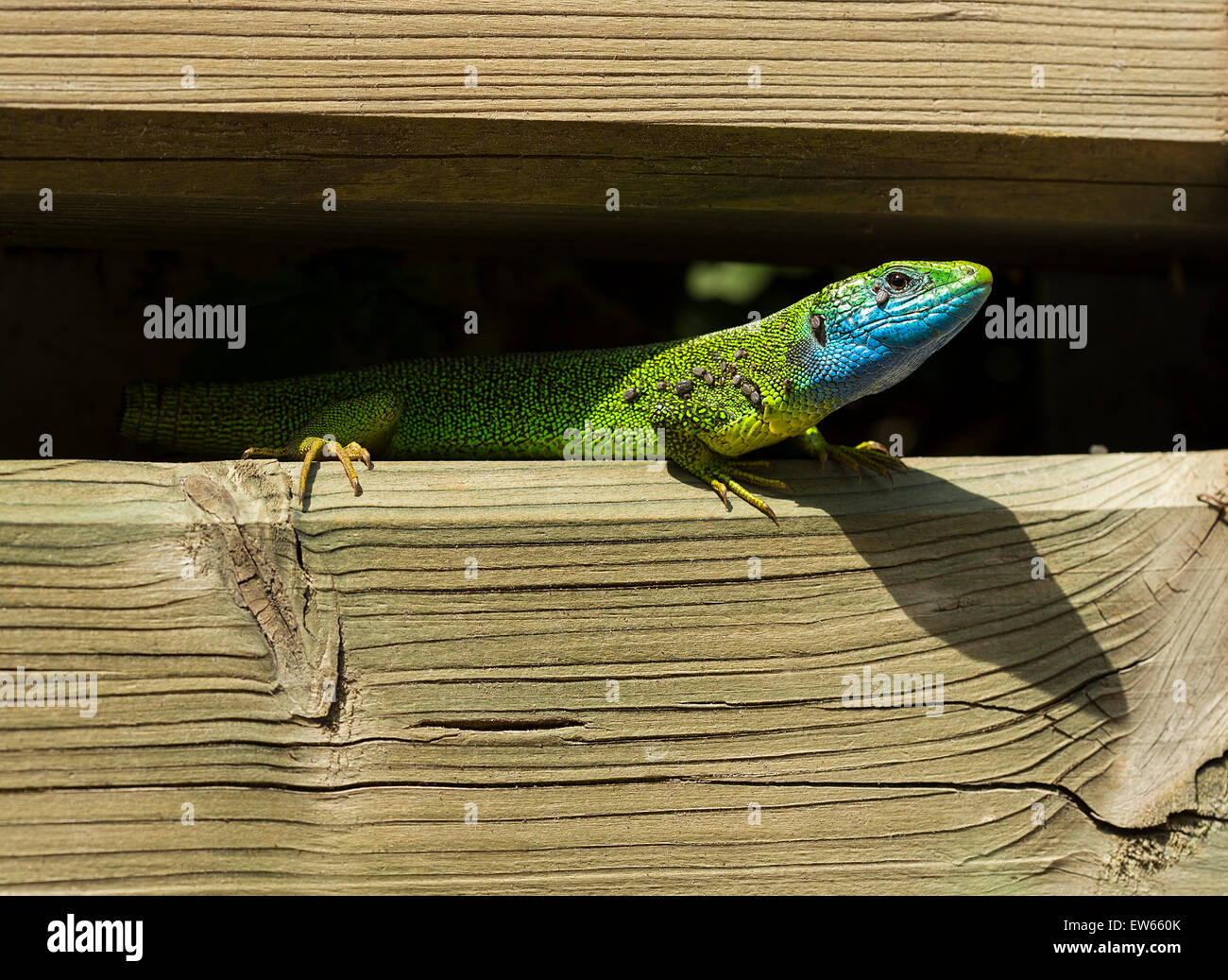 Lizard has ticks all over himself. Stock Photo