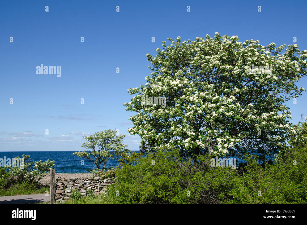 Blossom whitebeam tree by the coast of the swedish island Oland in the Baltic Sea Stock Photo