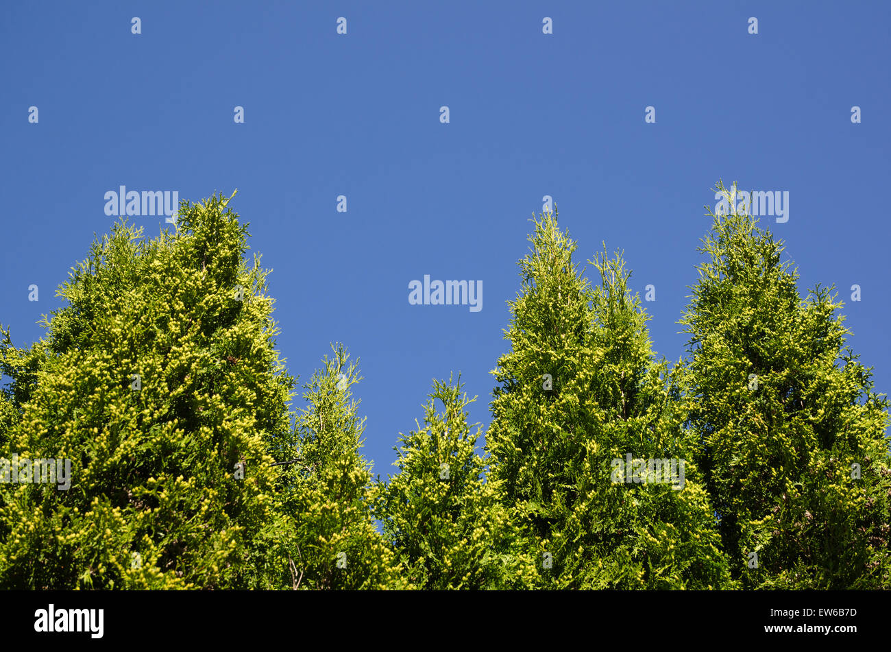 Tall thuja hedge plants at blue sky Stock Photo