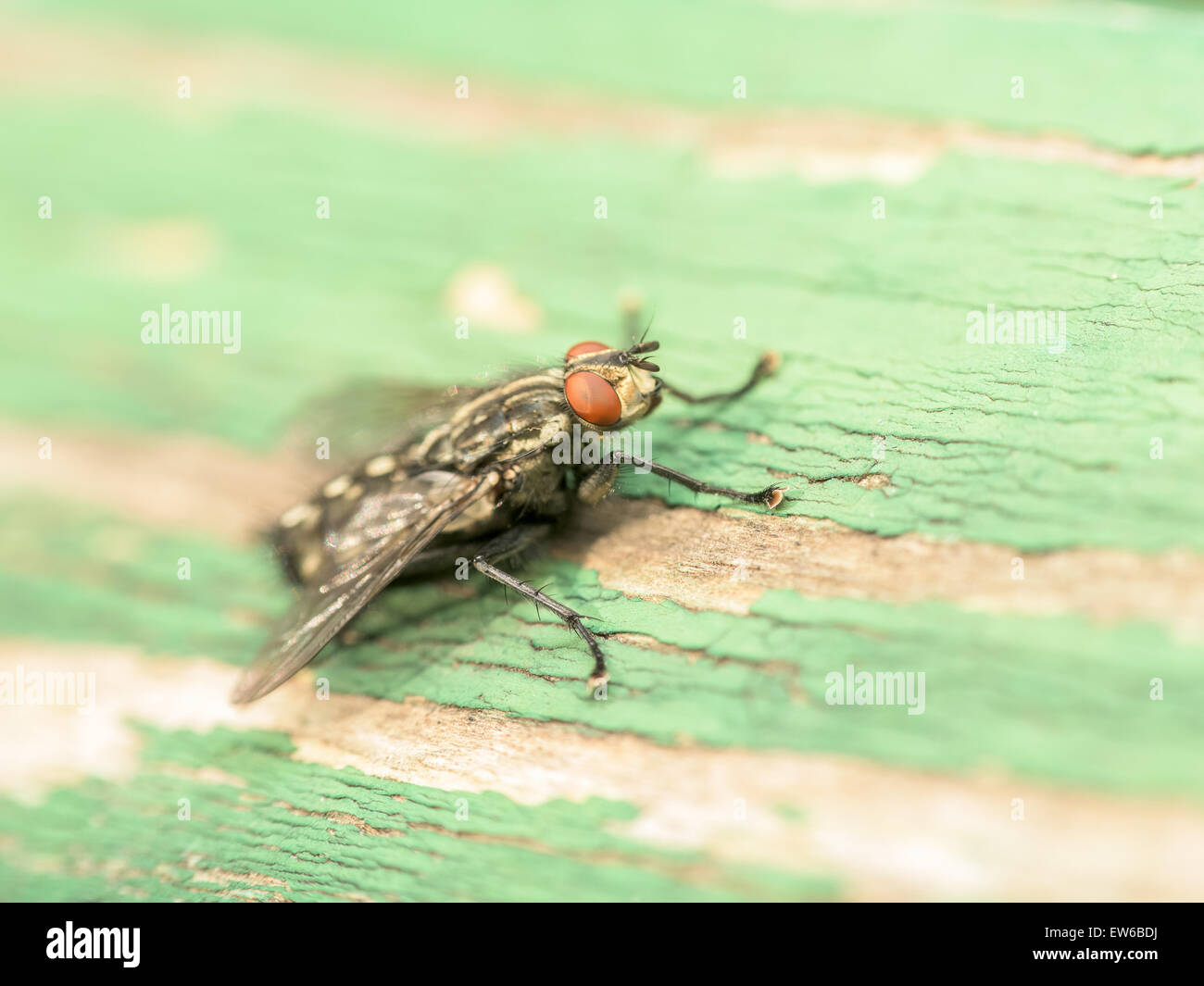 Common House Fly (Musca Domestica) Macro On Green Wood Stock Photo
