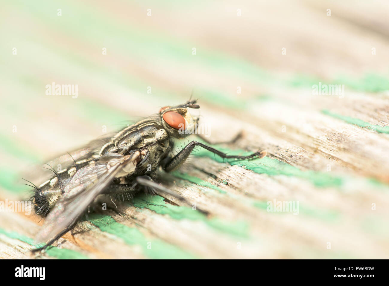 Common House Fly (Musca Domestica) Macro On Green Wood Stock Photo