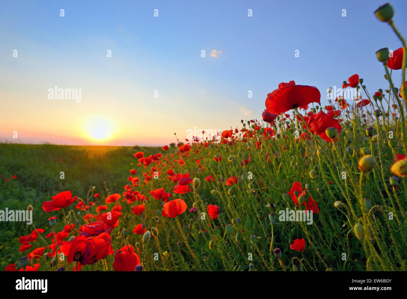 poppy field in spring time Stock Photo