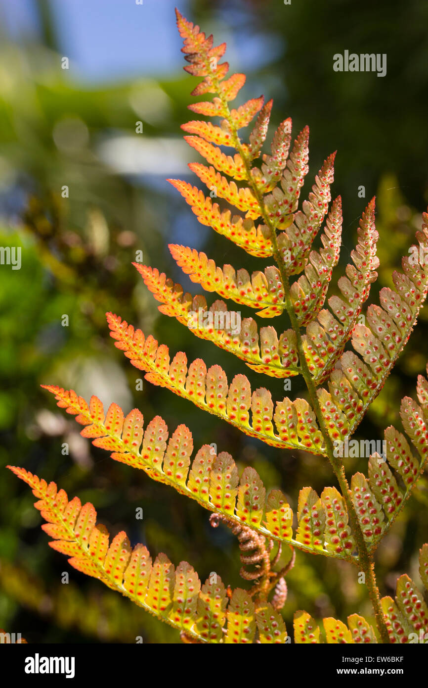 Underside of a frond of Dryopteris erythrosora showing the red sori covering the spore capsules Stock Photo