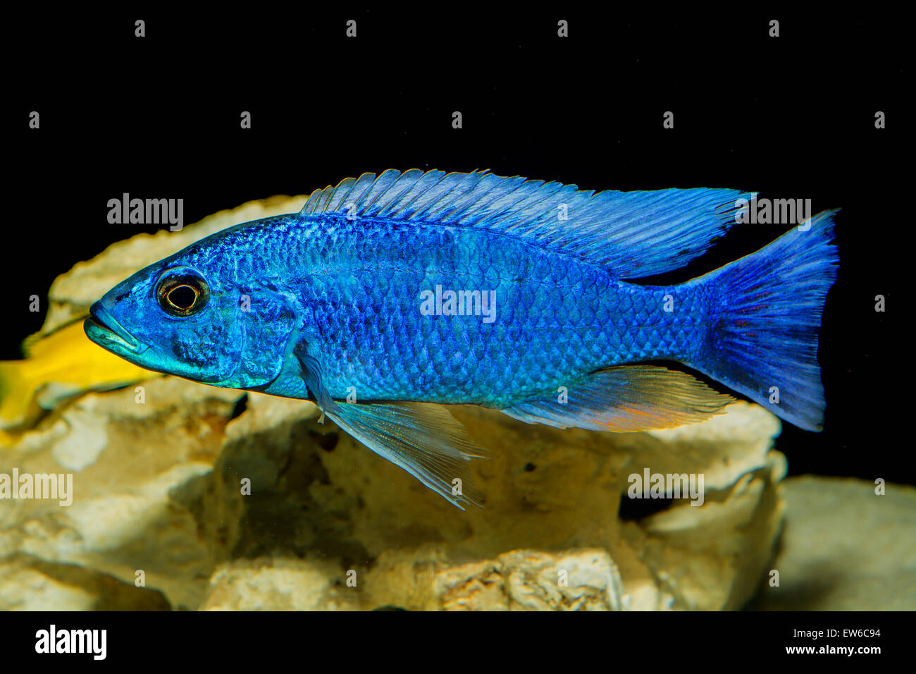 Cichlid fish from lake malawi in the aquarium. Stock Photo