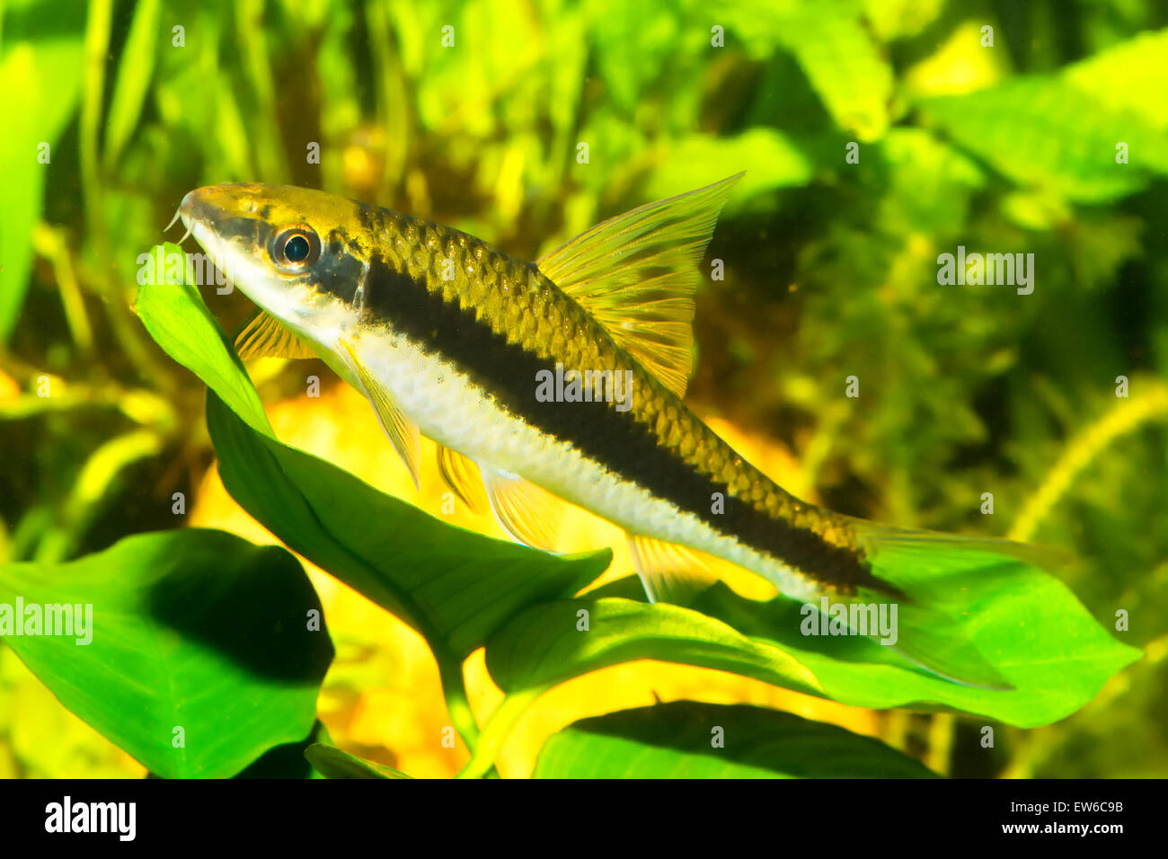Fish with black stripe sitting on the leaf in the aquarium. Stock Photo