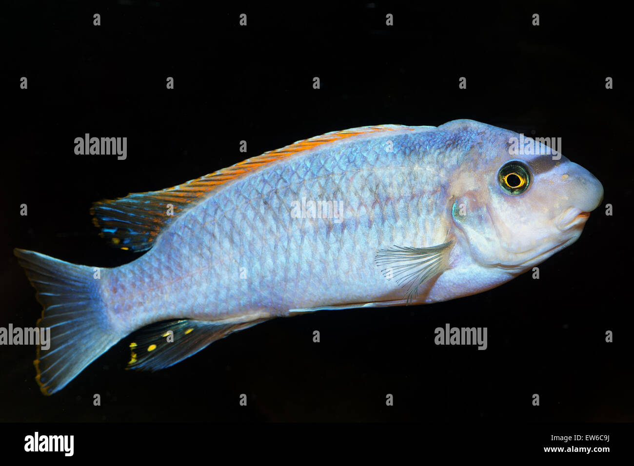 Blue cichlid fish from genus Labeotropheus on the black background. Stock Photo