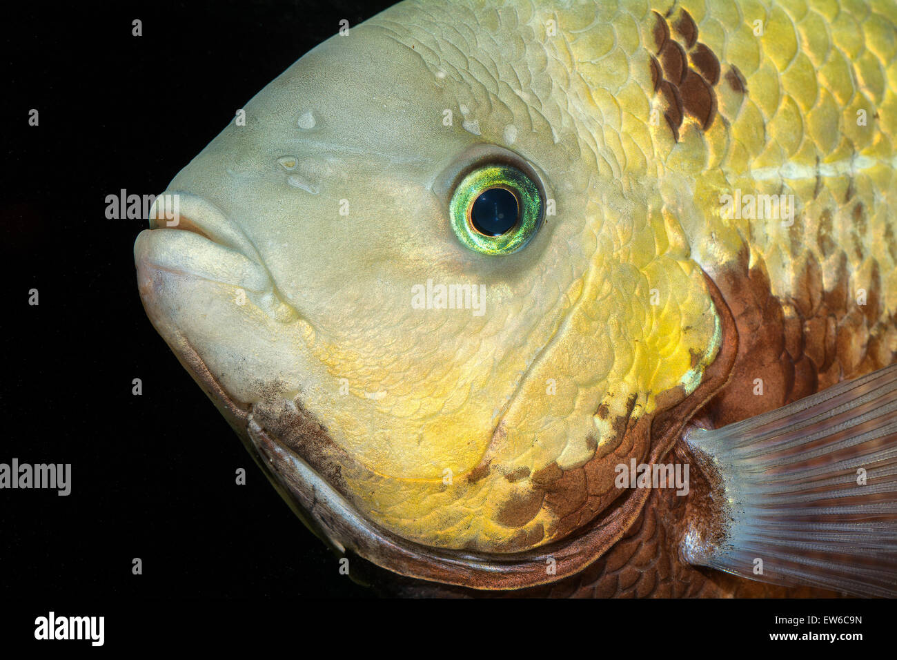 Portrait of cichlid fish frm genus Vieja in the aquarium. Stock Photo
