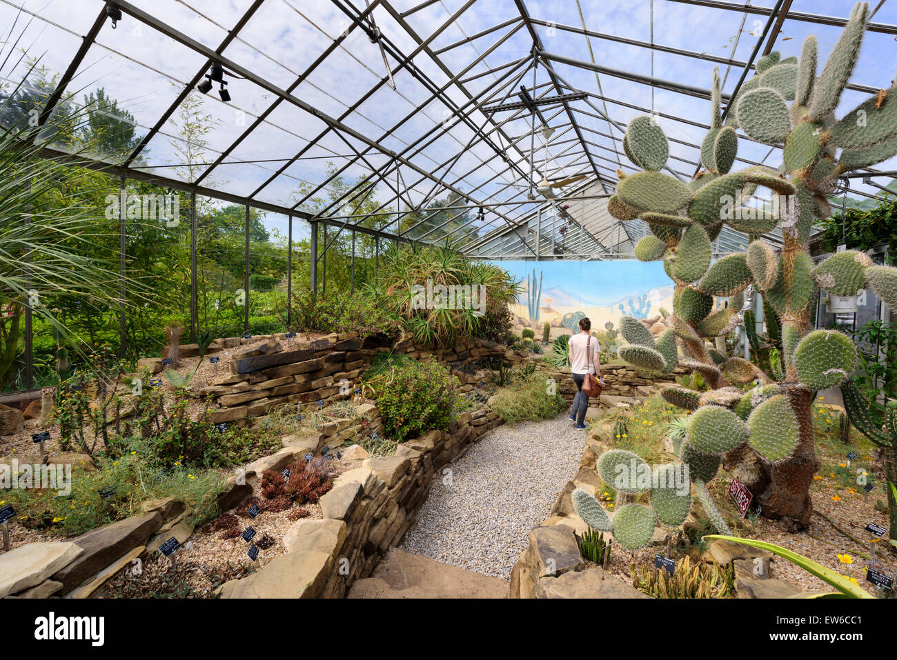 Cactus House Durham University Botanic Garden Stock Photo