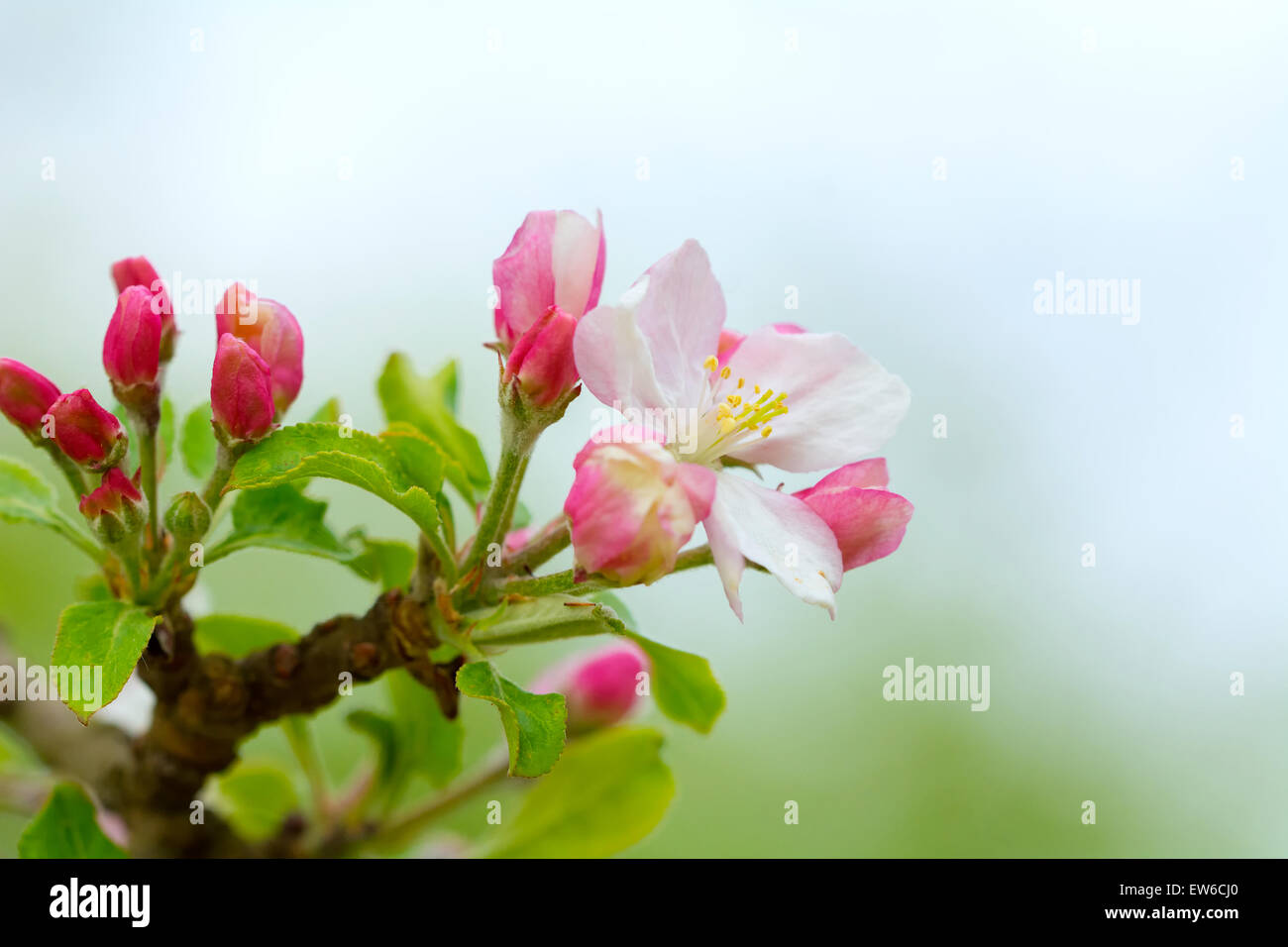 Pink blossoming branch with blurred background. Stock Photo