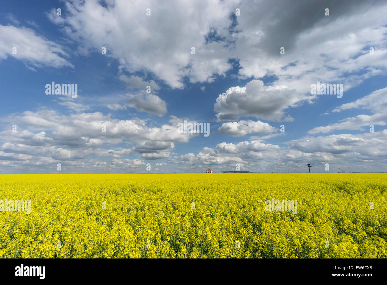 Blooming Cornfield in Front of BER Airport , Clouds, Berlin Schoenefeld Stock Photo
